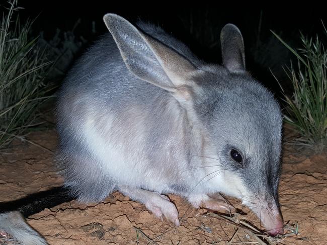 The Greater Bilby at the Arid Recovery reserve outside Roxby Downs. Picture: Alexandra Ross
