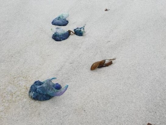 Bluebottles washed ashore on Redbill Beach, Bicheno. Picture: Libby Sutherland