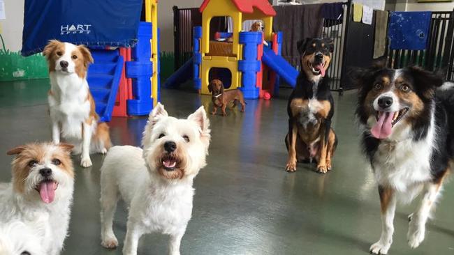 DOGGY DAYCARE Pet owners are checking furry friends into doggie