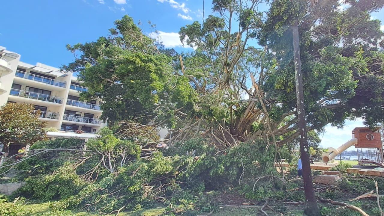 Trees were torn down.