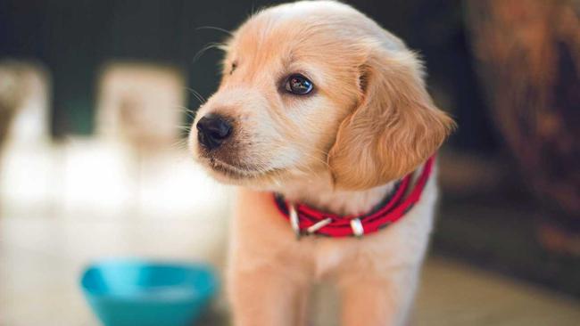 Training a 14-week-old puppy. Picture: Berkay Gumustekin on Unsplash