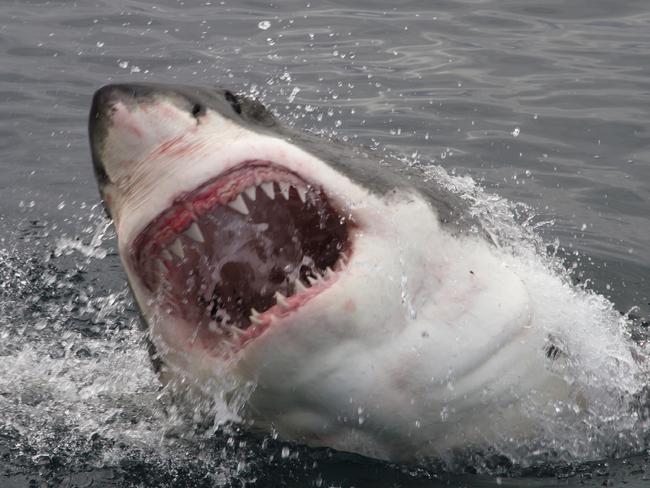 Surf Life Saving NSW’s volunteer services have been in high demand due to increased shark sightings.