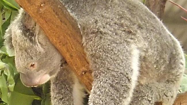 A koala relaxes at the Currumbin Wildlife Sanctuary. Picture Cynthia Barrow