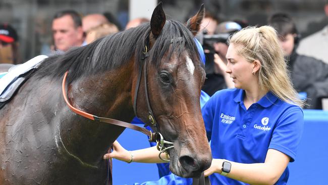 Aleppo Pine could be on a Blue Diamond path next year. Picture: Brett Holburt/Racing Photos via Getty Images