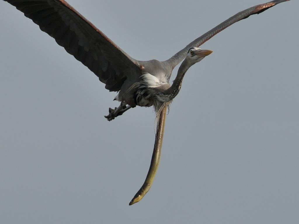 An eel bursts out the neck of a heron. Picture: Sam Davis/Jam Press