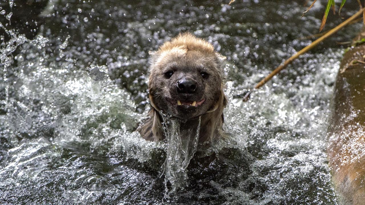 Hyena swimming at Adelaide Zoo. Picture: Adrian Mann.