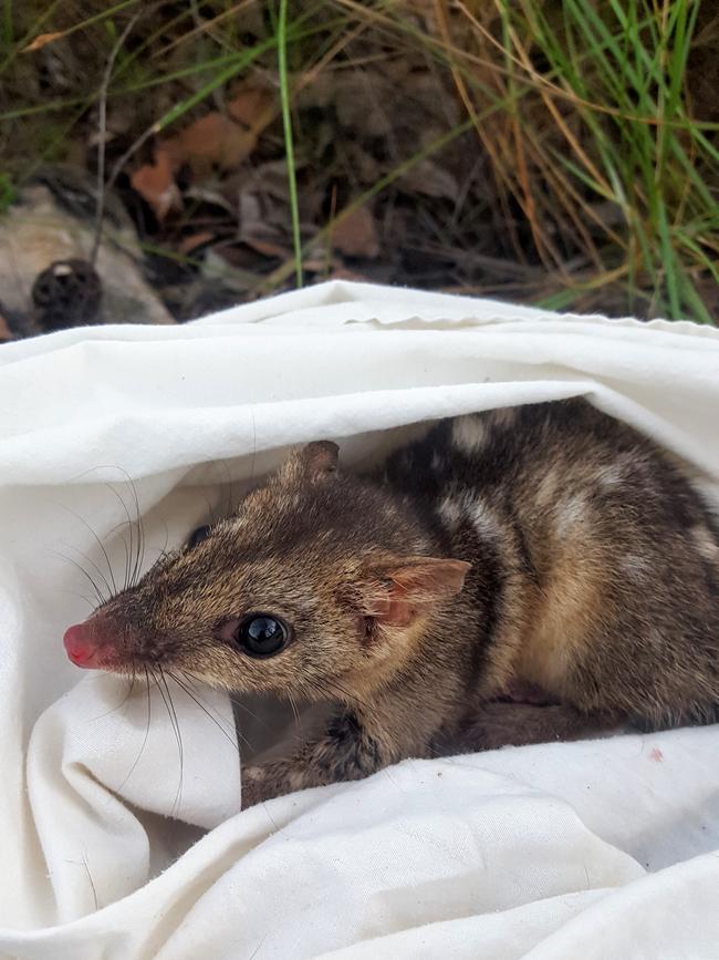 The endangered northern quoll. Picture: University of the Sunshine Coast