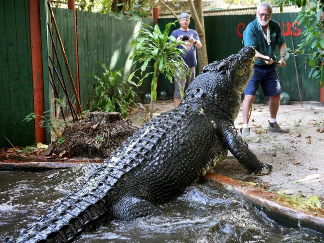 Cassius, officially the world’s largest crocodile in captivity at 5.48m, lives with his 93-year-old owner George Craig on Green Island in Queensland. Cassius was captured in the NT in 1984 before being relocated. Picture: Billy Craig/AFP