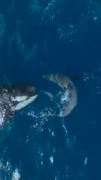 First ever video captured of orca attacking great white