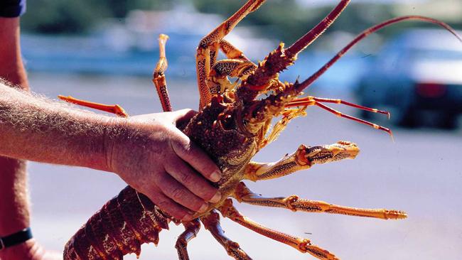 A southern rock lobster.