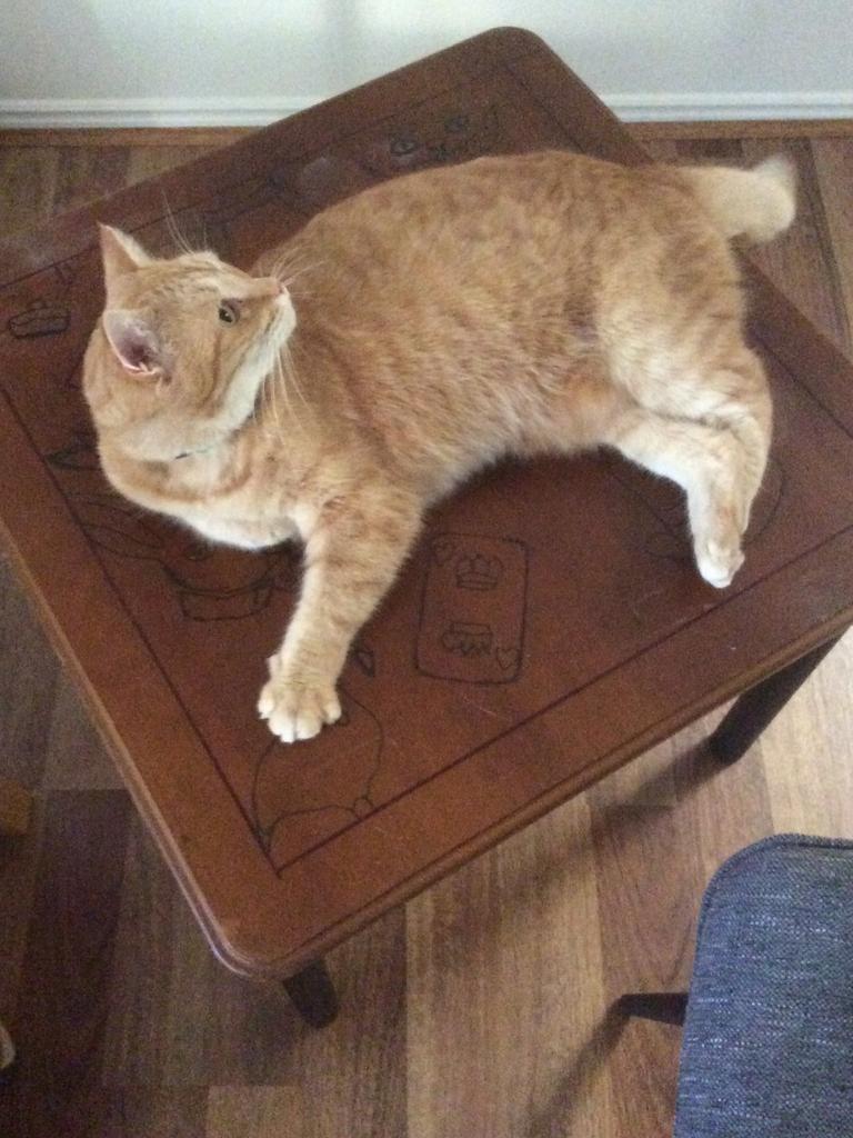 My cat Willow: as I was drawing a mosaic design on a table she decided to ‘take over’ and lay spread out on the table just so I couldn’t finish. Picture: Karin Ris