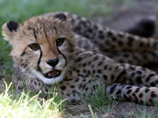 Canberra National Zoo: Cheetah cub forms friendship with dog | news.com ...