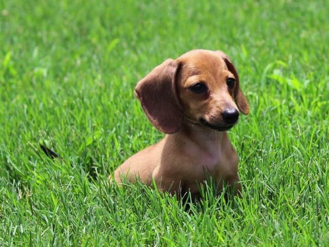 Dog lovers fall victim to suspected puppy scam