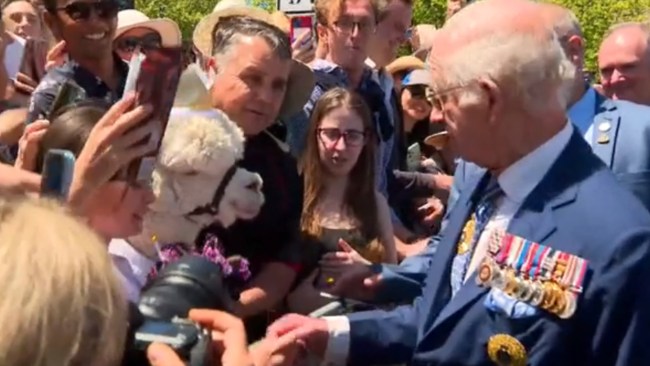 The King received a rather hilarious welcome by an alpaca as he greeted royal fans outside the Australian War Memorial. Picture: Supplied