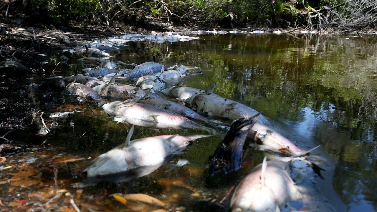 Dozens Of Dead Fish Found Floating In Holloways Beach Lake | Daily ...