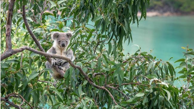 The new walk would offer visitors an up-close look at koalas.