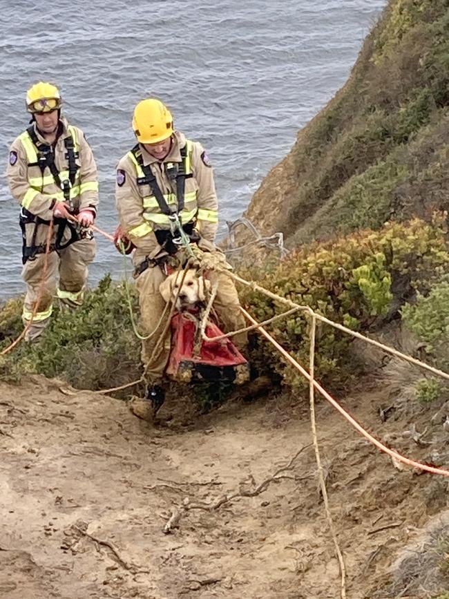 A golden retriever is rescued from a cliff near Bells Beach. Picture: Supplied