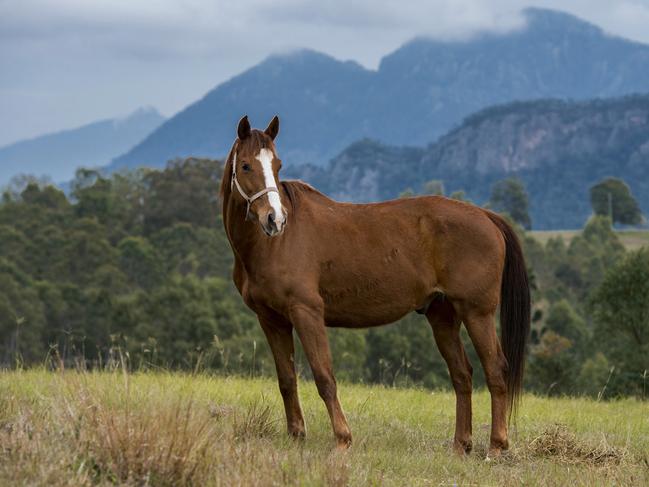 1775 Boonah-Rathdowney Rd, Boonah.