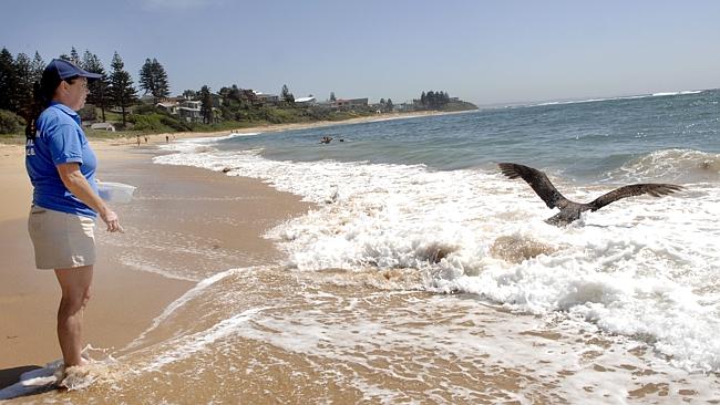 Australian Seabird Rescue Central Coast will fold unless volunteers are