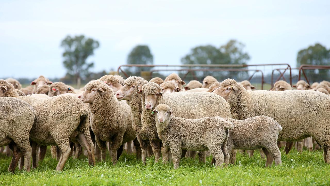 Stolen lambs: Police investigating theft from northern Victorian farm ...