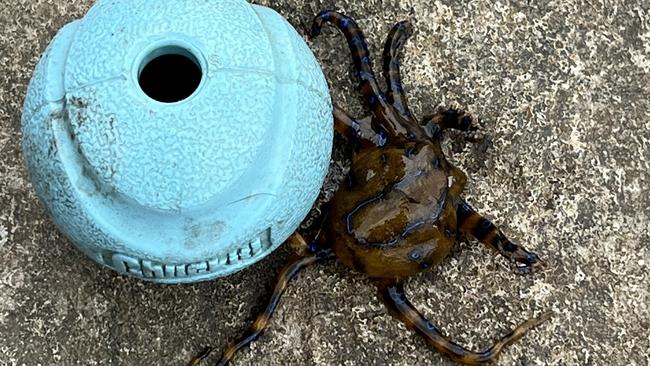 The octopus was found hiding inside the ball when Mr Donnison picked it up. Picture: Jesse Donnison