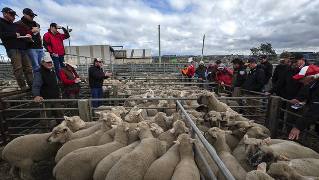 For livestock farms to cut emissions, a multi-prong strategy works best a Tasmanian study has found. PICTURE CHRIS KIDD
