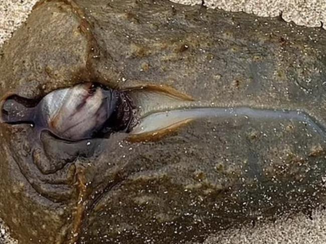 Bizarre sea creature washed up on beach