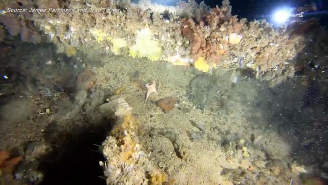 Scuba enthusiasts find endangered fish in shipwreck