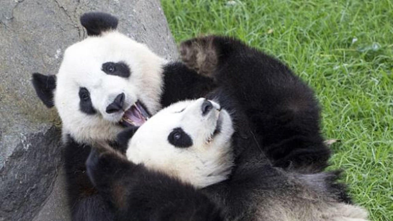 Wang Wang and Fu Ni (pictured) are on loan to Adelaide Zoo.