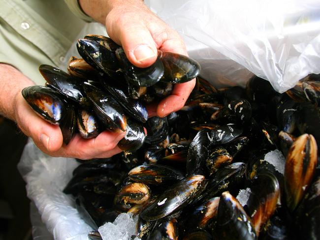 Hobart Summer Festival Taste of Tasmania preview, fresh mussels ready to be poached in cider from the Inncider and Mussel Bar stall at the Taste of Tasmania