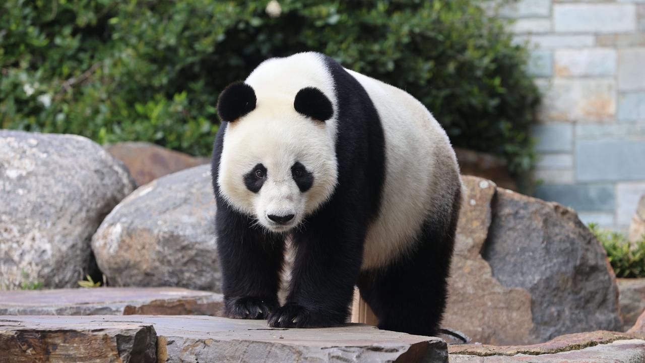 Mr Li visited a pair of pandas on loan from China to Adelaide Zoo. Pictures/Russell Millard