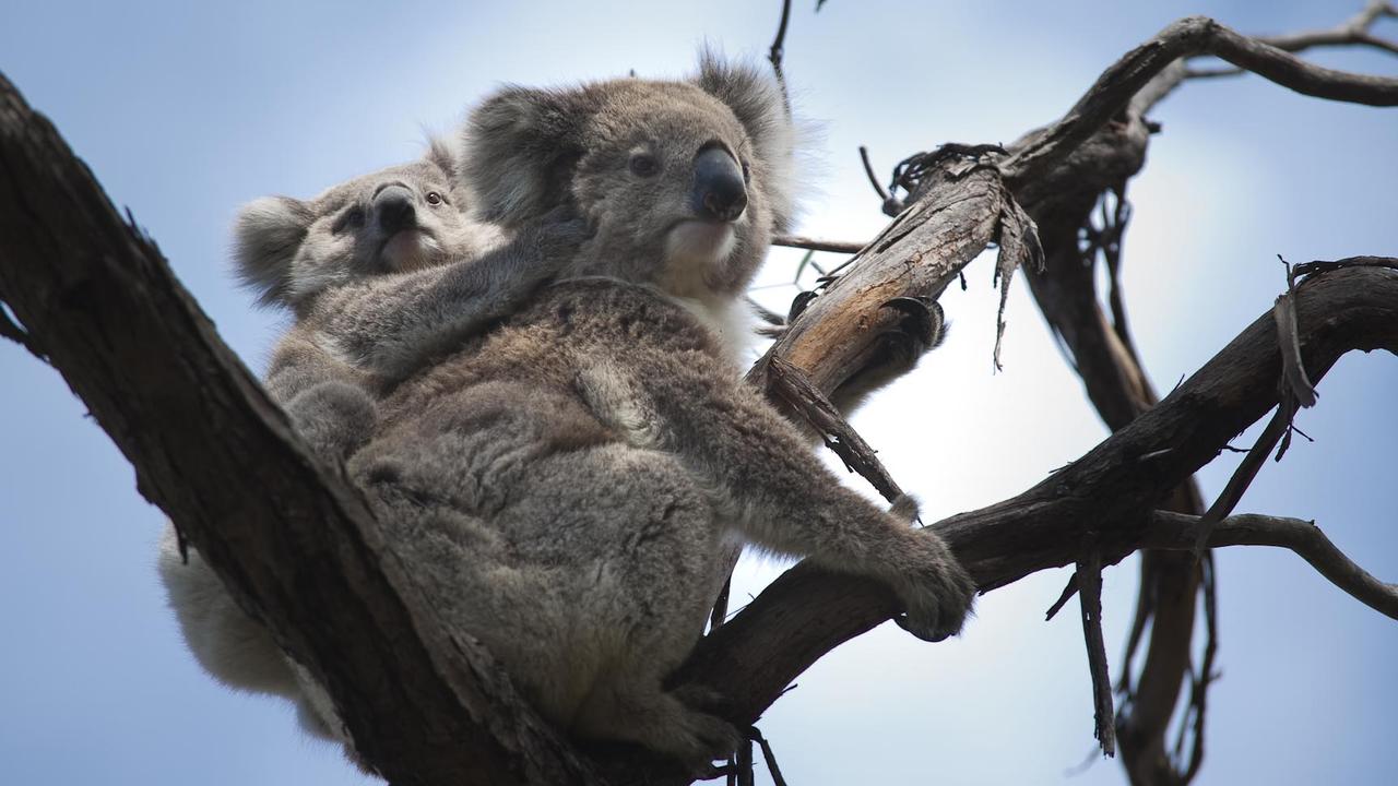 Raymond Island's koala residents. Picture: Supplied