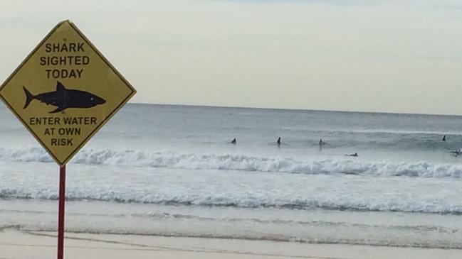 There has been a recent spate of shark attacks in Queensland.