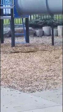 Snake spotted at Sunbury playground