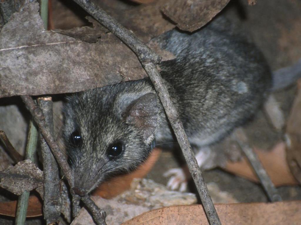 <p>The Kangaroo Island Dunnart. Picture: supplied</p>