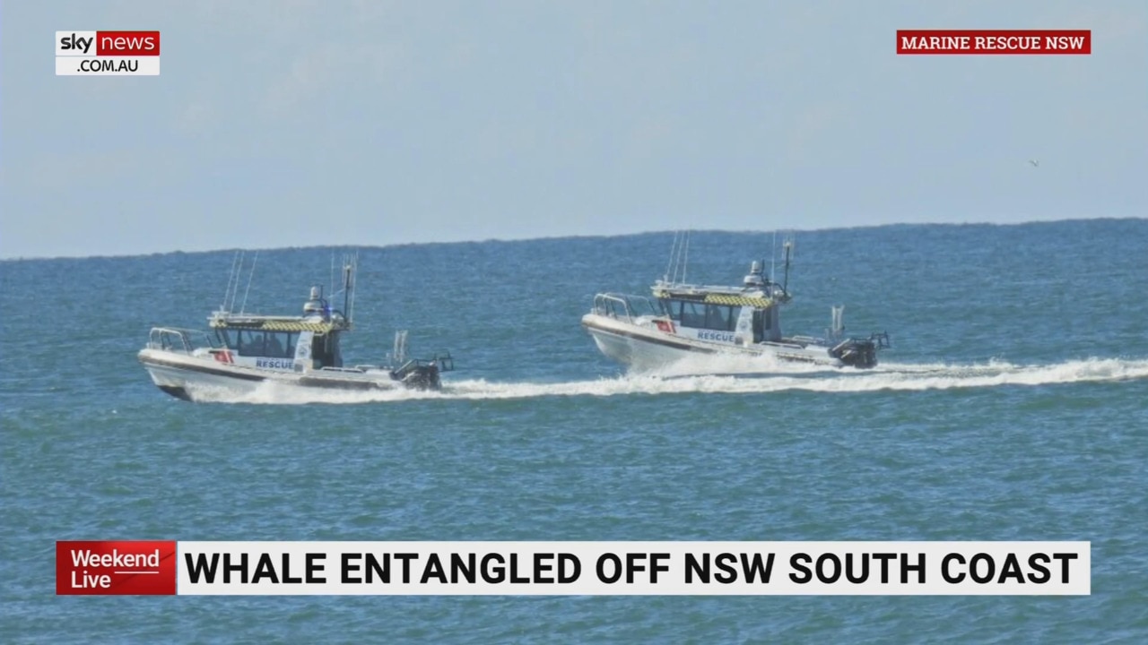 Whale entangled off New South Wales south coast