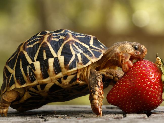 DAILY TELEGRAPH MARCH 12, 2024. EMBARGOED FOR THE DAILY TELEGRAPH, PLEASE CONTACT PIC EDITOR NICOLA AMOROS BEFORE PUBLISHING. Indian star tortoise Tiny Tim enjoying a strawberry as a birthday treat ahead of his second birthday this Friday at the Australian Reptile Park in Somersby. Picture: Jonathan Ng