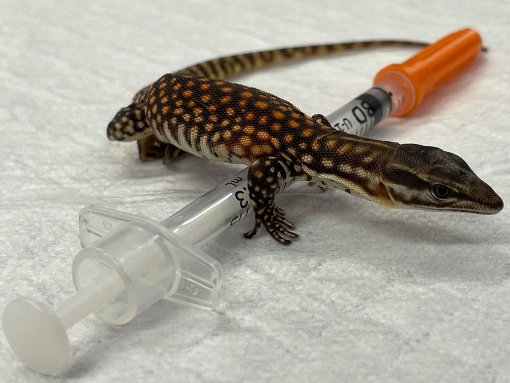 Stitch the spiny-tailed monitor underwent surgery at one week old. Photo: The Unusual Pet Vets