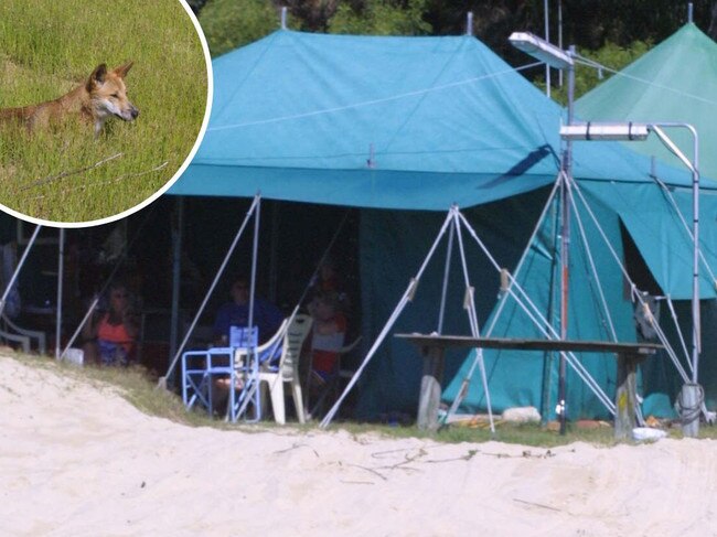 Campers spent the night fending off dingoes at K'Gari. Photo: Glenn Hampson