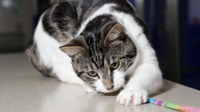 Orlando the domestic short hair tabby from The Lost Dogs’ Home is looking for his fur-ever home. Picture: George Salpigtidis