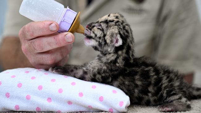 Mirri is the first clouded leopard to be born in Australia. Picture: Gregg Porteous.