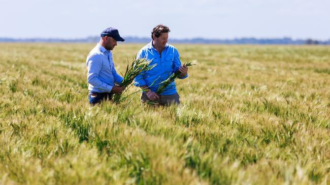 goFARM’s Tom Farmer (left) and managing director Liam Lenaghan in a barley crop at Lake Boga in northern Victoria. goFARM has more than $1 billion invested in Australian agriculture. Picture: Aaron Francis