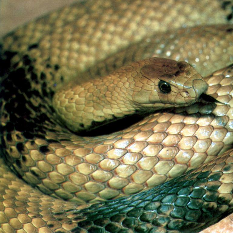 Western brown snake.