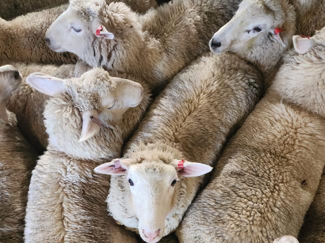 The Department of Agriculture’s advertising is targeting Sydneysiders and Melburnians about a support package for the end of the live sheep trade in Western Australia.