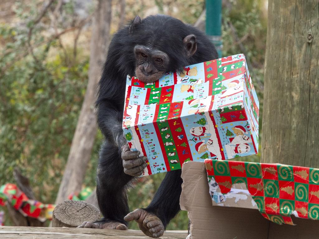 Adelaide Zoo Christmas gallery 2020 Animals open their presents The