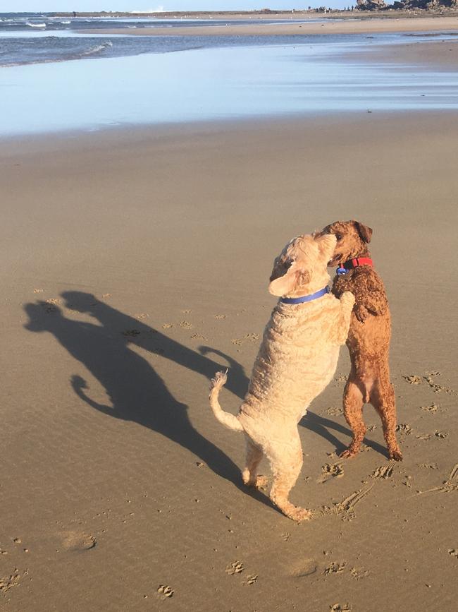 Charlie and Chippy dancing in the New Year on Point Roadknight beach in Anglesea. Picture: Andrew Pitrakkou; Malvern.