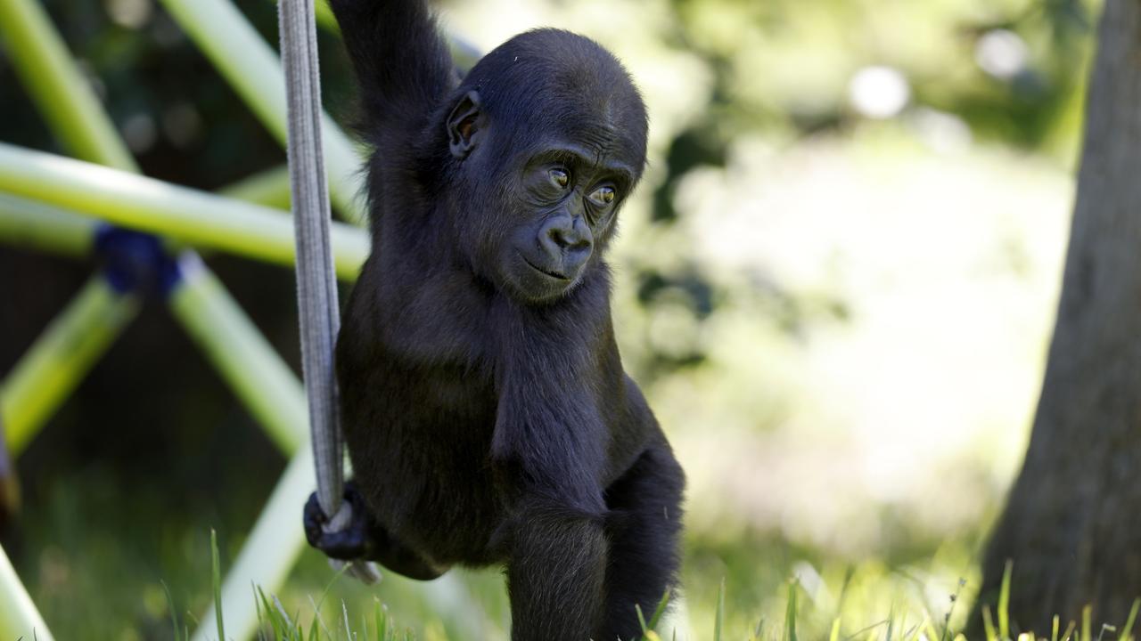 Kaius has captured hearts since moving in with the other gorillas. Picture: Richard Dobson