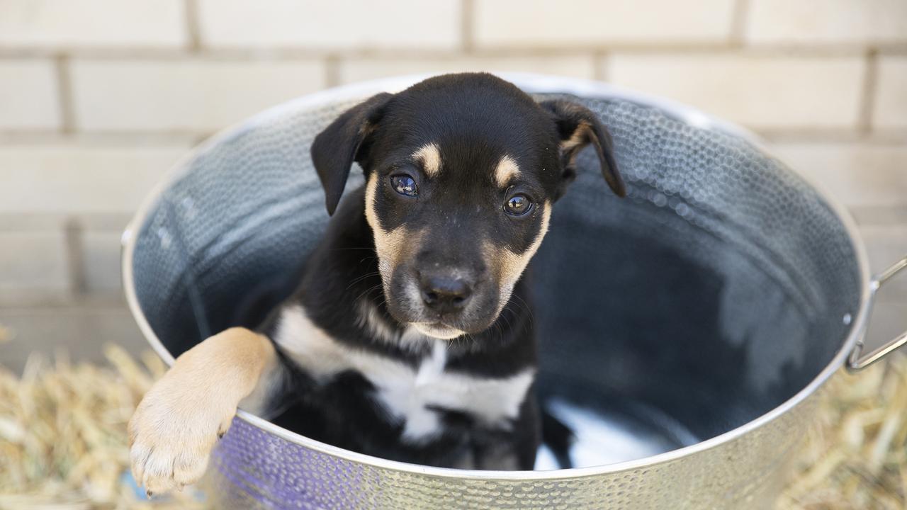 Newcastle store rescue dog