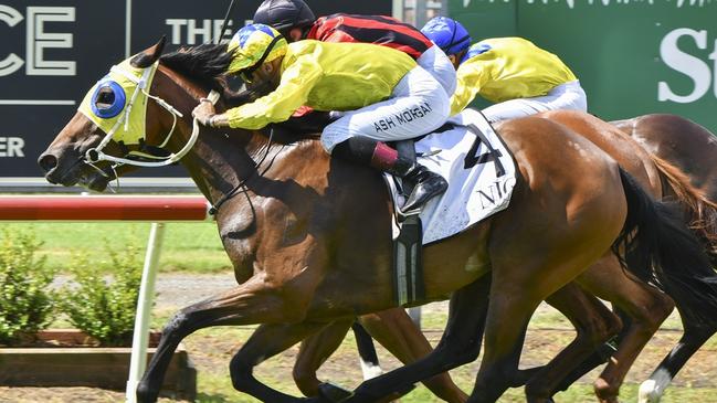 Spirit Of Storm will appreciate returning to her home track as she chases her second career win. Picture: Bradley Photos