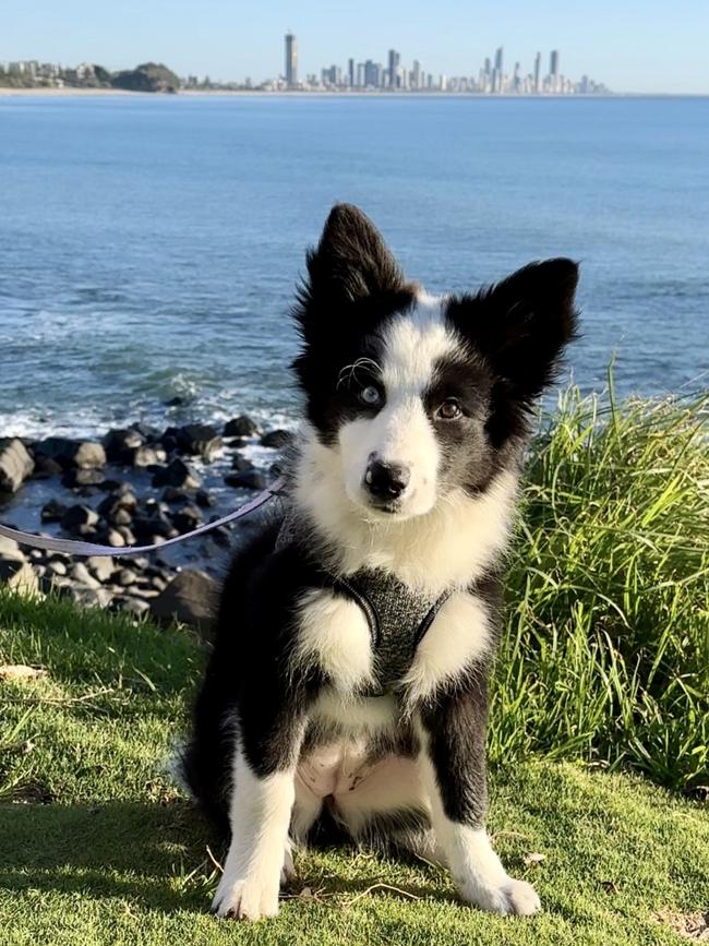 Burleigh Heads border collie Tally’s local tip is treats at Gold Coast Pet Centre.